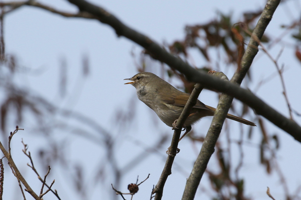 ウグイスの初鳴き