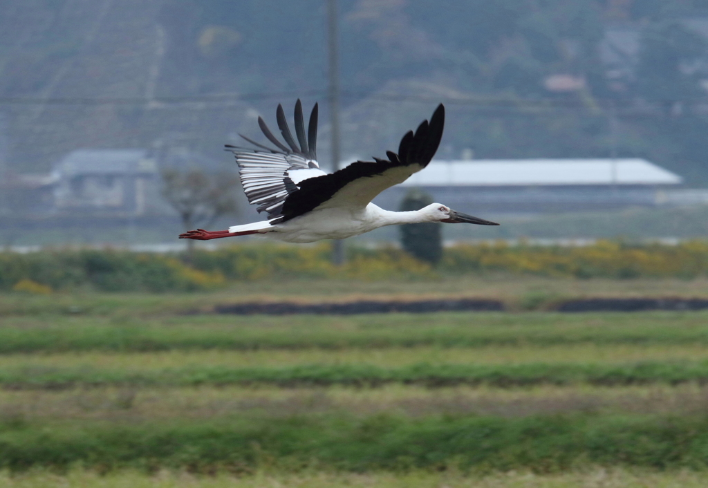 幸せ運ぶコウノトリ