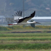 幸せ運ぶコウノトリ