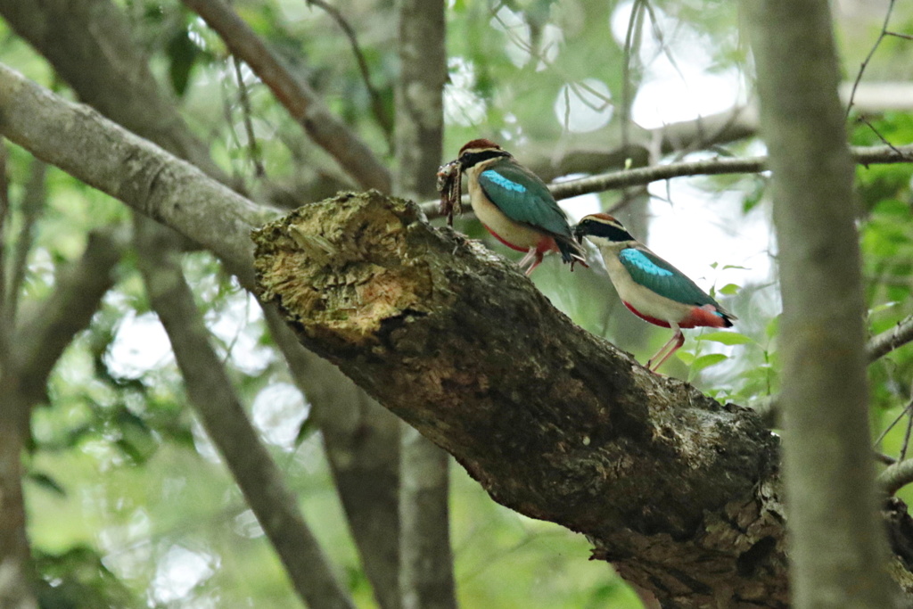 八色鳥の夫婦 By Tossyi Id 写真共有サイト Photohito