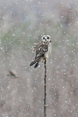 雪宿りのコミミズク