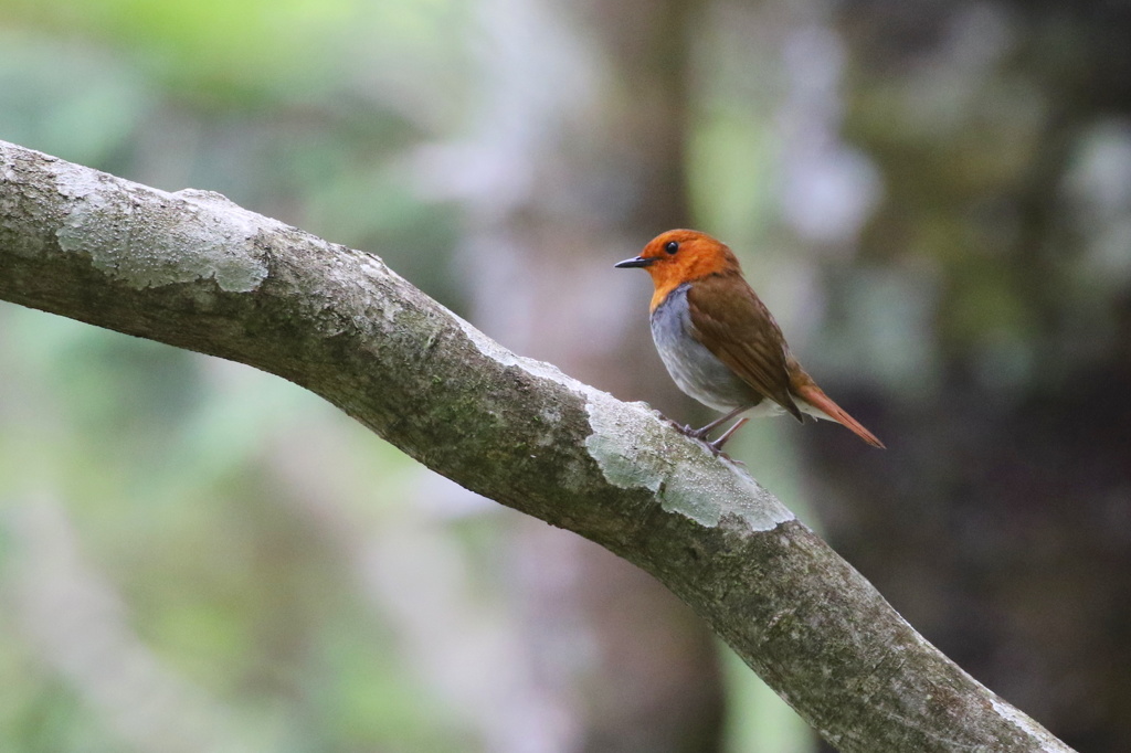 駒鳥の可愛いポーズ