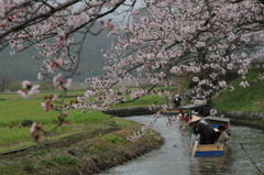 水郷桜巡り①