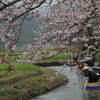 水郷桜巡り①