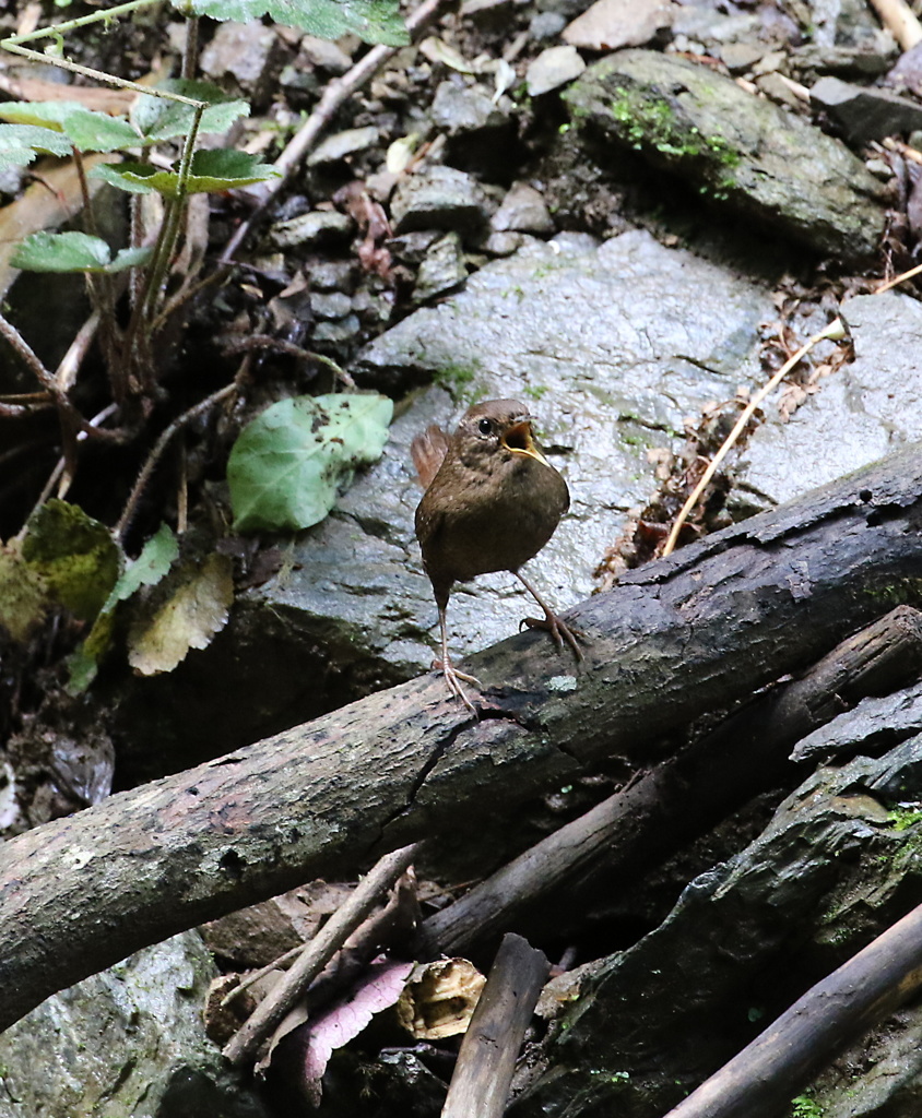 巣に近づくなよ
