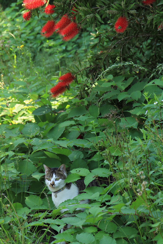 真夏日の猫①