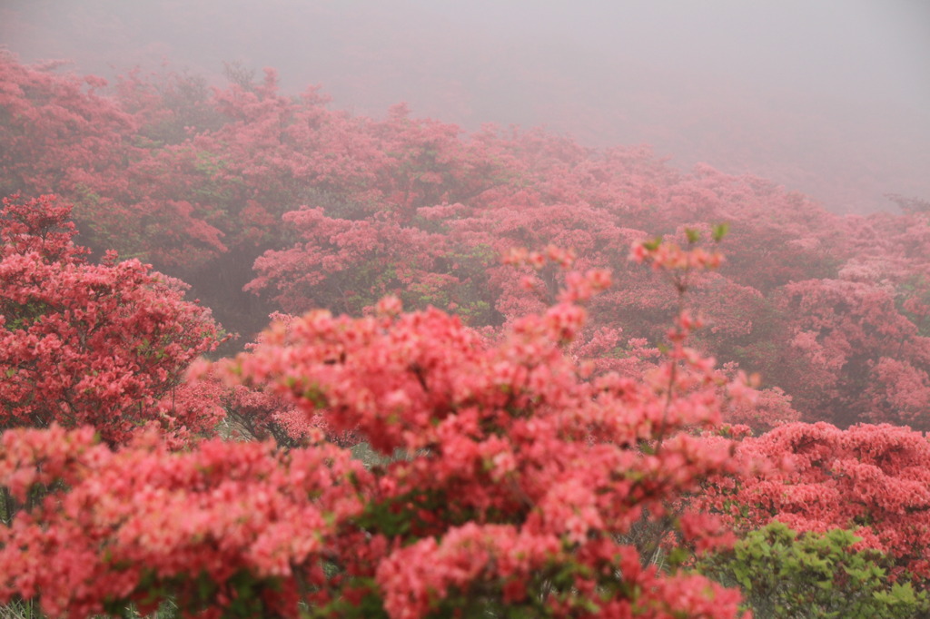 葛城山のつつじ⑫