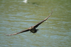 Calm　Fly