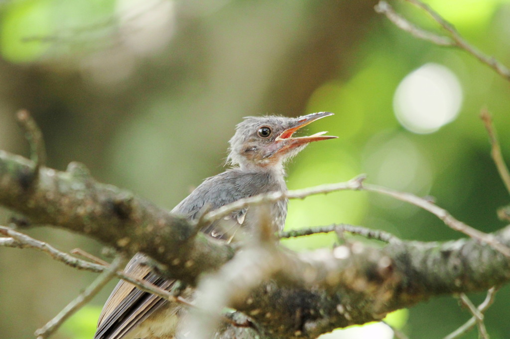 ヒヨドリの雛さん By Tossyi Id 写真共有サイト Photohito