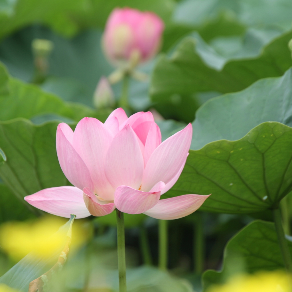 今が盛りの蓮花