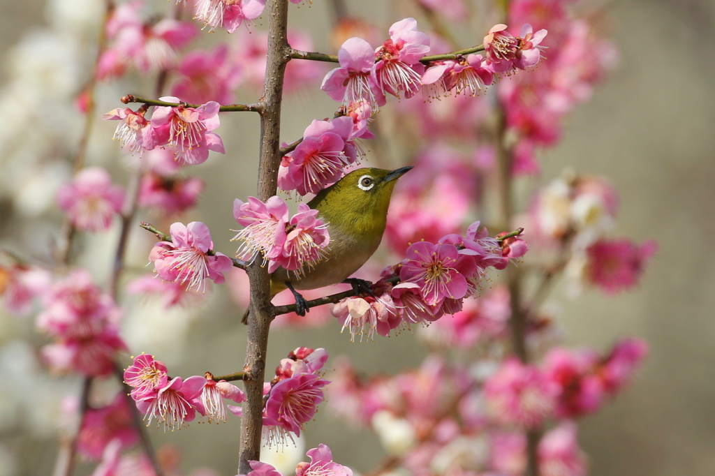 紅梅にメジロ