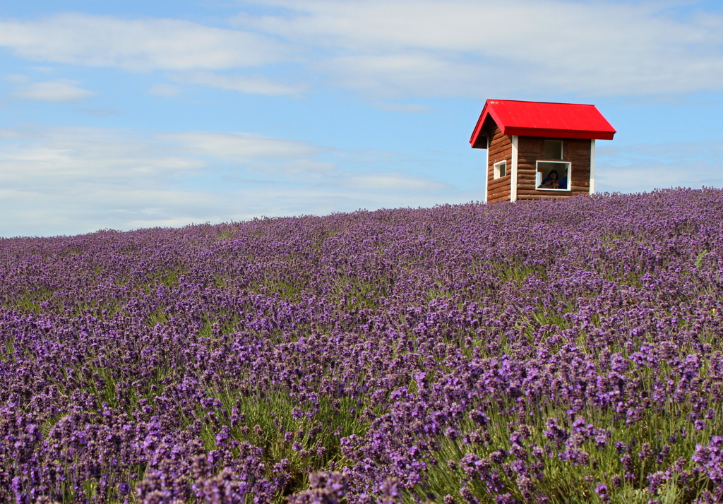 ラベンダーの丘の赤い小屋