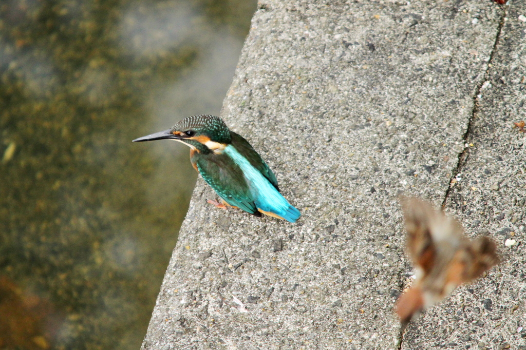 カワセミ撮影オフ会、代わりに行きます②