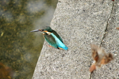 カワセミ撮影オフ会、代わりに行きます②