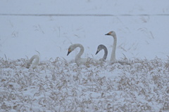 豪雪のコハクチョウ〜記録写真〜