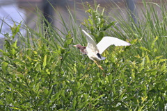 家近の珍鳥～赤頭鷺～（証拠写真）