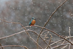 降雪のカワちゃん