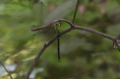 カトリヤンマ