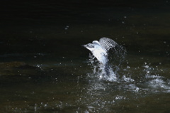 ヤマセミの飛び込み (1)