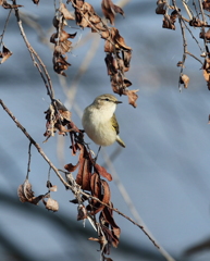 迷鳥の「チフチャフ」