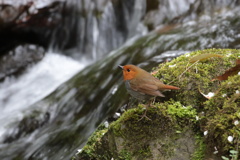 駒鳥の沢渡り