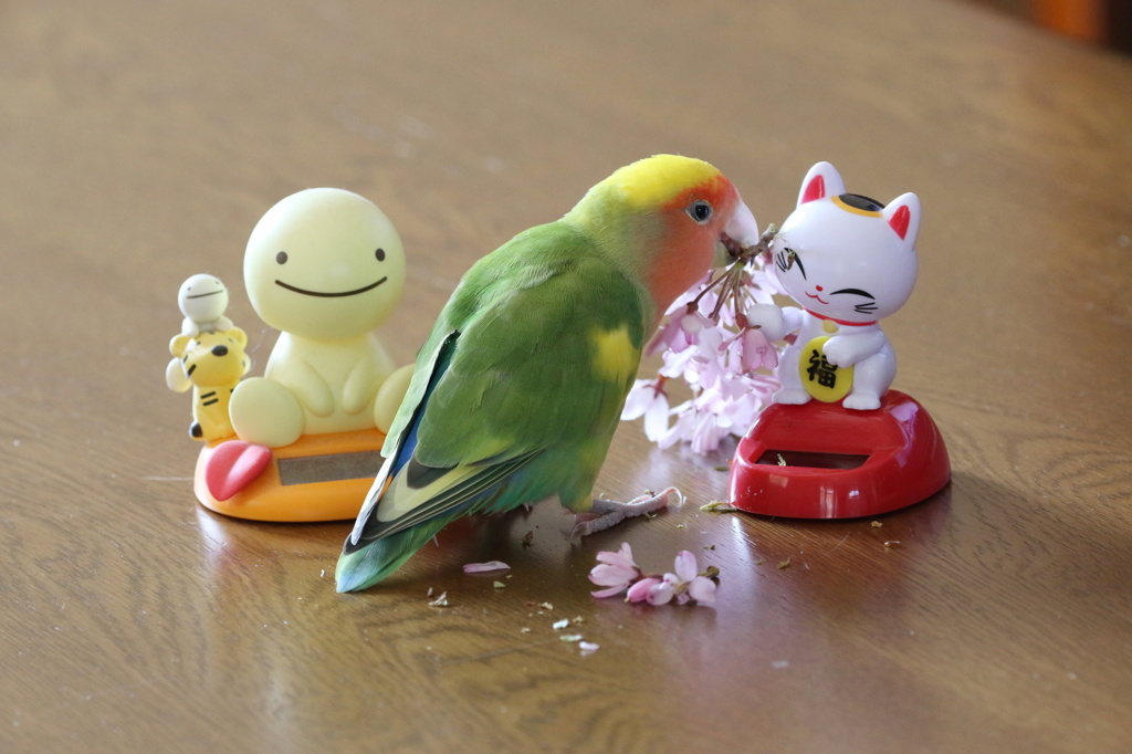 小桜のプレゼント