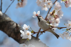 ラッパを吹くニュウナイ