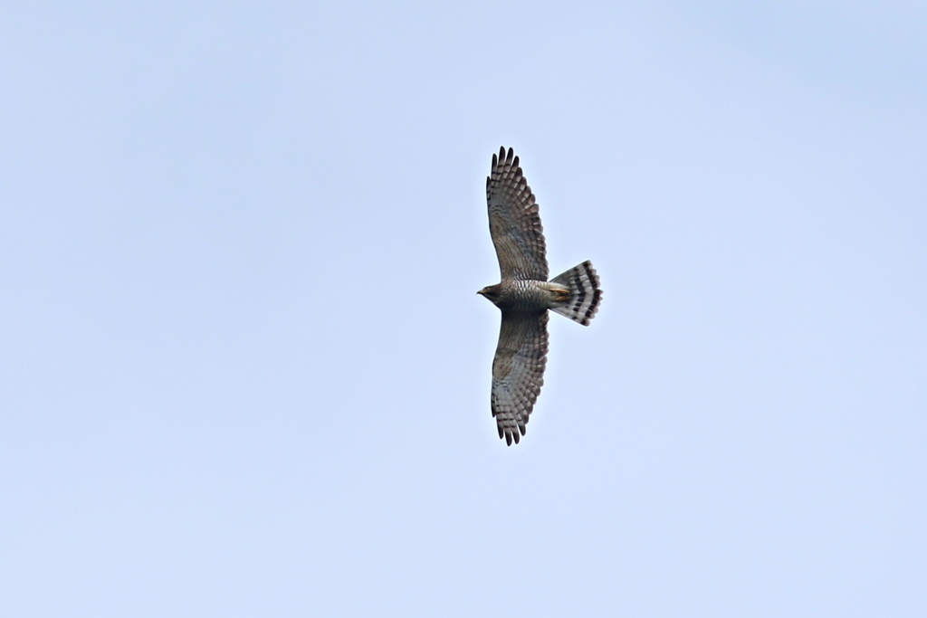 南西に向かうサシバ