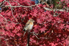 紅葉に花鶏