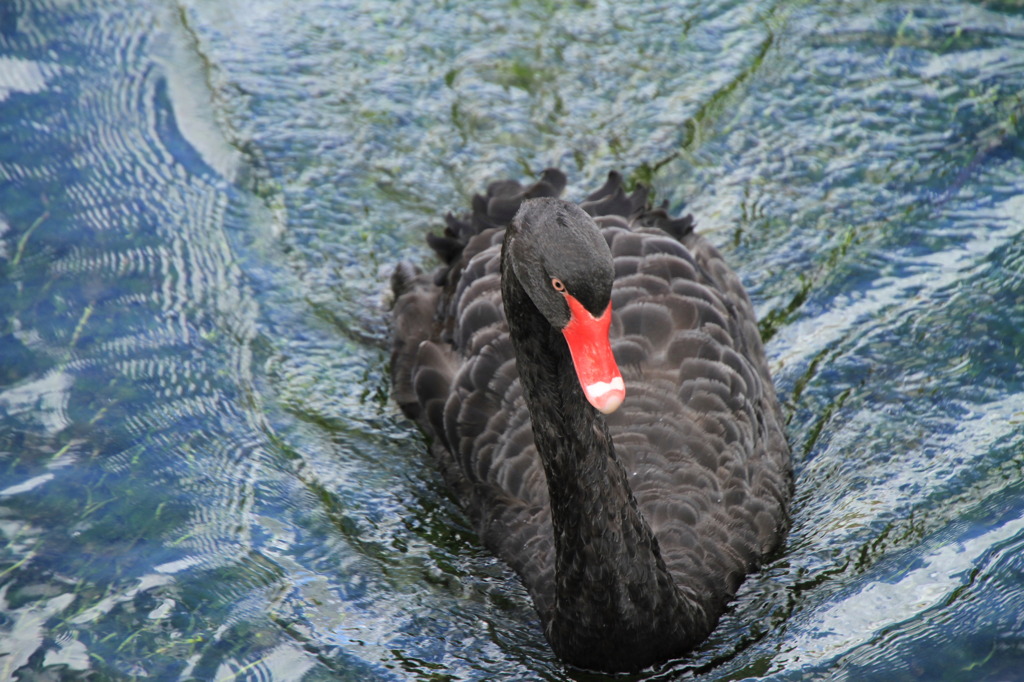 コッツウォルズの水鳥②