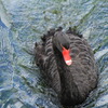コッツウォルズの水鳥②