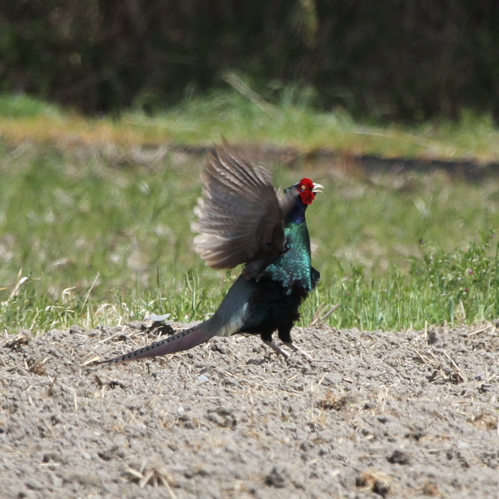 キジの羽ばたき