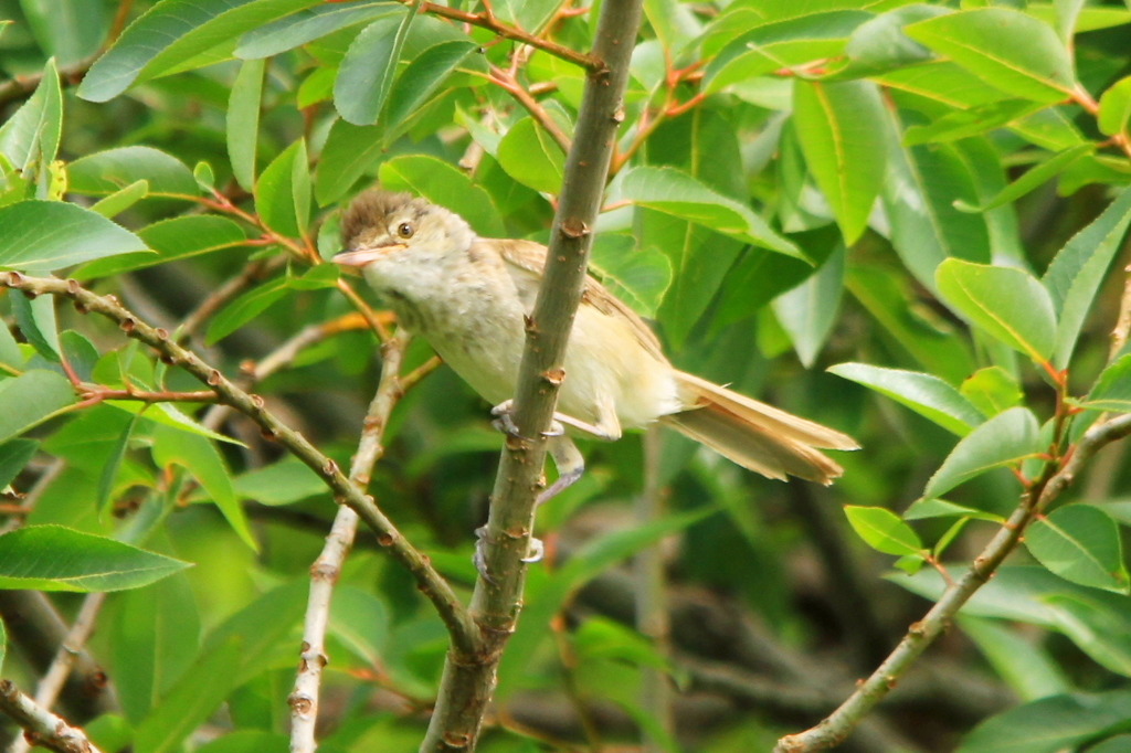 オオヨシキリの幼鳥