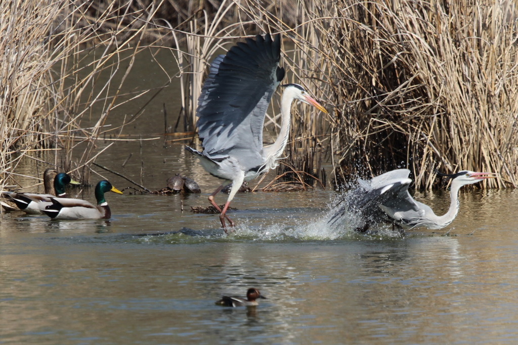 アオサギの繁殖期バトル②