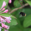 熊蜂の翅ブレ