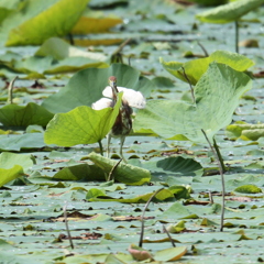 古刹の珍鳥　蓮とどちらが綺麗？