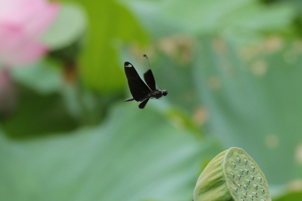 蝶蜻蛉と蓮