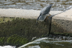 お魚とササゴイ②