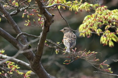 若モミジに花鶏