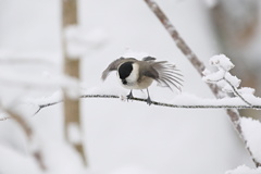 雪山のコガラ