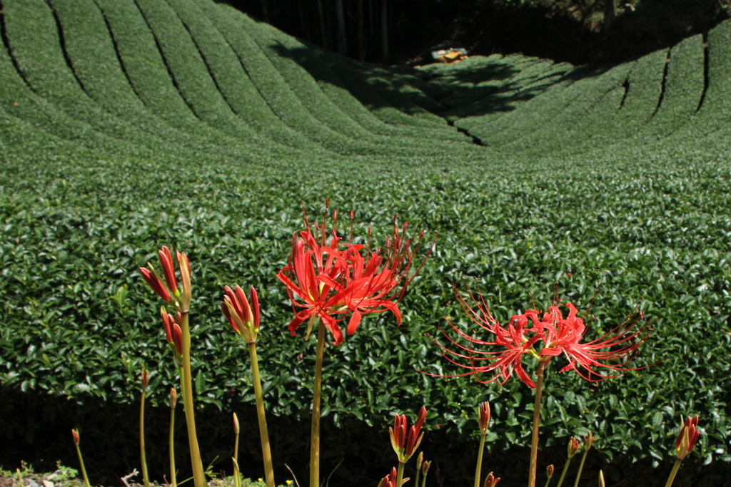 彼岸花と茶畑