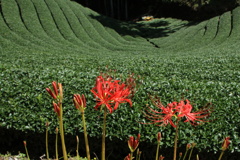 彼岸花と茶畑