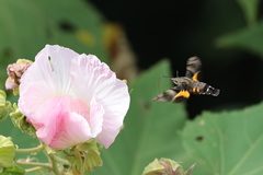 芙蓉にホウジャク