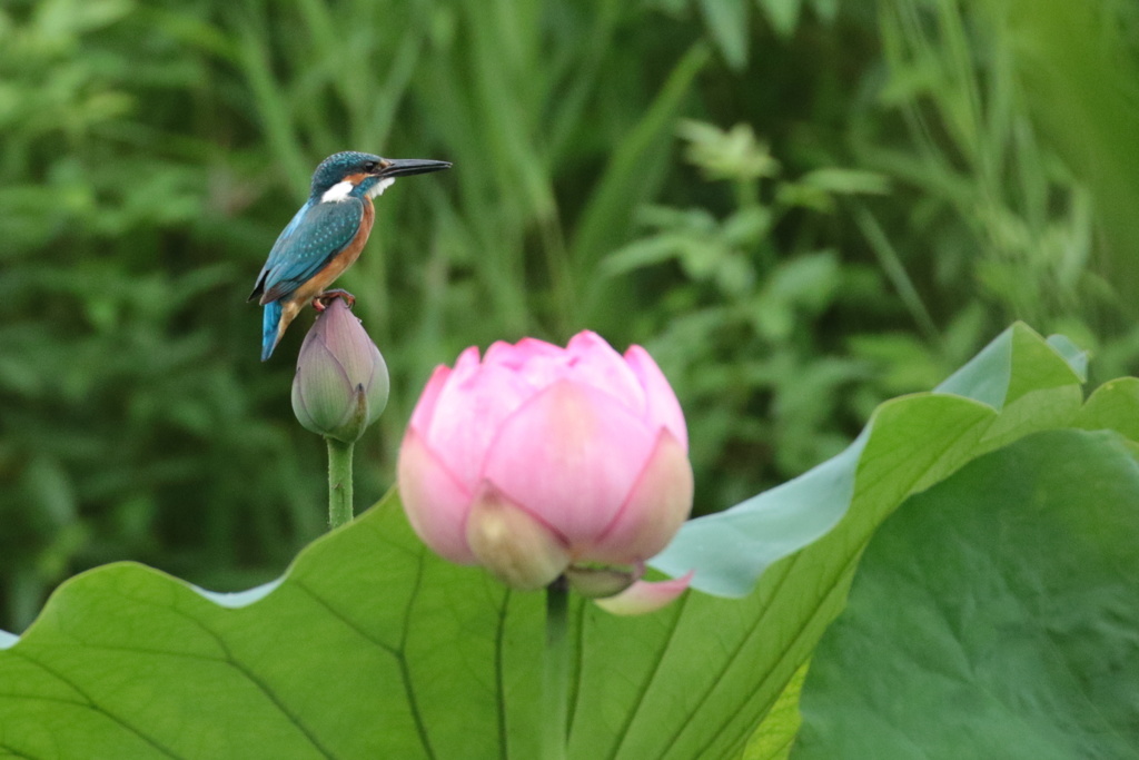 カワセミと蓮花