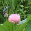 カワセミと蓮花