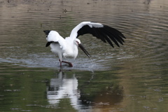 コウノトリの採餌