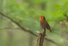 グリーンバックの駒鳥