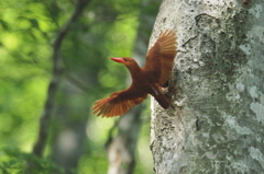 火の鳥の衣装