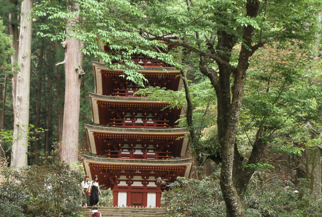 新緑の古刹