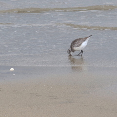 冬の浜辺の大膳②